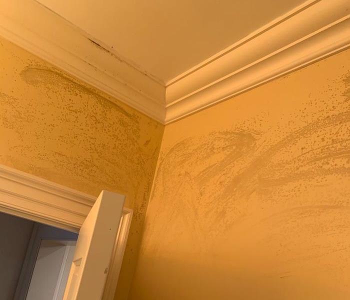 Ceiling and walls with mold damage