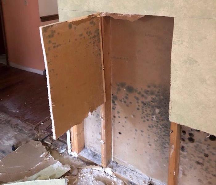Wall with mold damage with cut away sheetrock